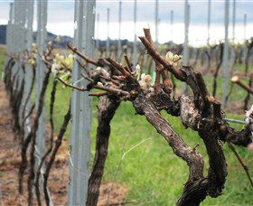 Stockmans Ridge Wines - Inverell Accommodation 2