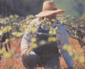 Canobolas Smith Winery - Inverell Accommodation 0