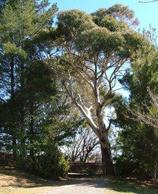 Habitat Vineyard - Inverell Accommodation 1
