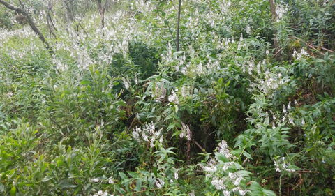 Snowgum Walking Track - Inverell Accommodation 0