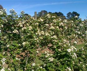 Huntley Berry Farm - Inverell Accommodation 0