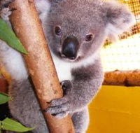 Cooberrie Park Wildlife Sanctuary - Inverell Accommodation