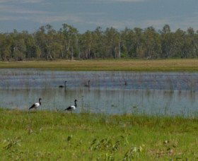 Lake Broadwater Conservation Park - Inverell Accommodation 1
