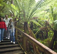 Otway Fly Treetop Adventures - Inverell Accommodation