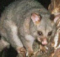 Moondarra State Park - Inverell Accommodation