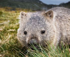 Kosciuszko National Park - Inverell Accommodation 1
