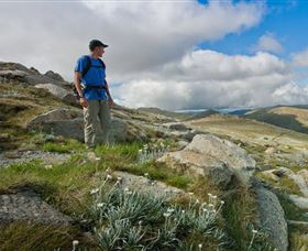 Kosciuszko National Park - Inverell Accommodation 3