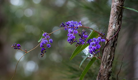 Mann River Nature Reserve - Inverell Accommodation 0