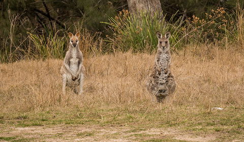 Mann River Nature Reserve - Inverell Accommodation 1