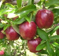 Top 40 Orchard - Inverell Accommodation