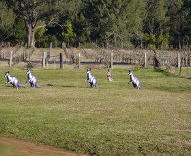 Wollombi Wines - Inverell Accommodation 5