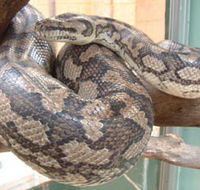 Armadale Reptile Centre - Inverell Accommodation