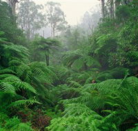 Tarra Bulga National Park - Inverell Accommodation