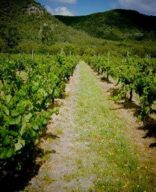 Gartelmann Wines - Inverell Accommodation 0