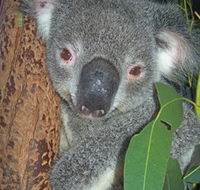 Hunter Valley Zoo - Inverell Accommodation