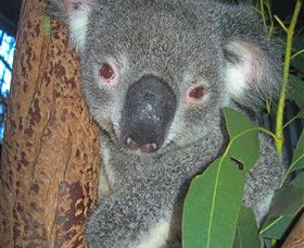 Hunter Valley Zoo - Inverell Accommodation 0