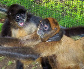 Hunter Valley Zoo - Inverell Accommodation 5