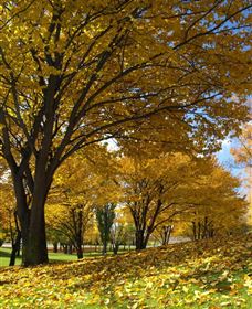 Centennial Park At Cooma - Inverell Accommodation 0