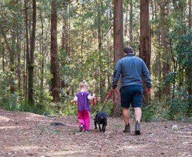 Olney State Forest - Watagan Mountains - Inverell Accommodation 0