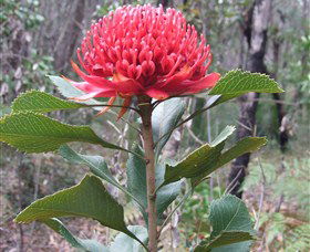 Olney State Forest - Watagan Mountains - Inverell Accommodation 1