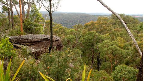 Popran National Park - Inverell Accommodation 3