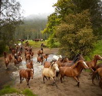 Glenworth Valley Horse Riding - Inverell Accommodation