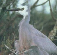 Jack Smith Lake State Game Reserve - Inverell Accommodation