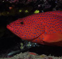 Maori Wrasse Bommie Dive Site - Inverell Accommodation