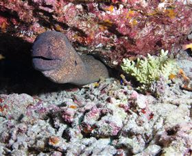 Anchor Bommie Dive Site - Inverell Accommodation 1