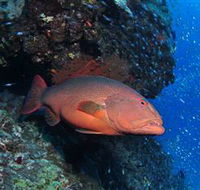 Anchor Bommie Dive Site - Inverell Accommodation