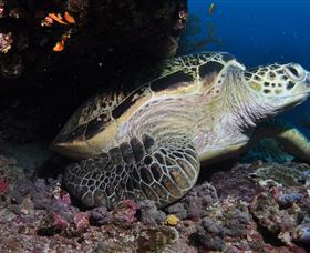 Anchor Bommie Dive Site - Inverell Accommodation 2
