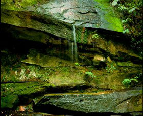 Strickland State Forest - Inverell Accommodation 0