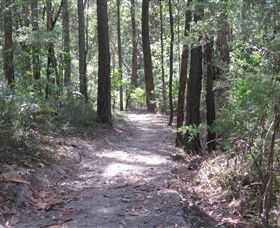 Strickland State Forest - Inverell Accommodation 2