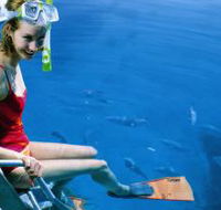 Roy Rufus Artificial Reef Dive Site - Inverell Accommodation