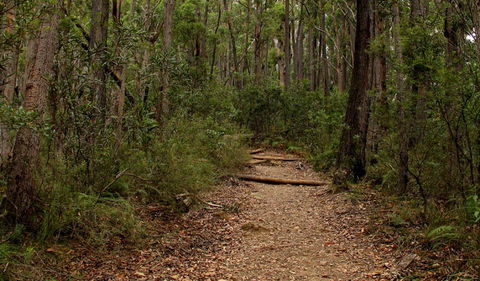 Pigeon House Mountain Didthul Walking Track - Inverell Accommodation 0
