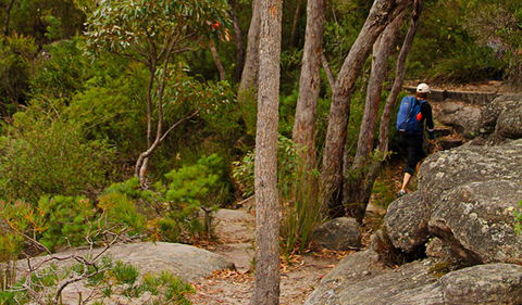 Pigeon House Mountain Didthul Walking Track - Inverell Accommodation 3