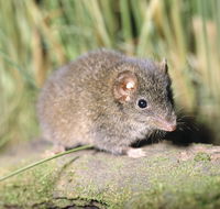 Munmorah State Conservation Area - Inverell Accommodation