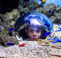 Sea Life Sunshine Coast - Inverell Accommodation