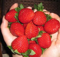 The Strawberry Farm - Inverell Accommodation