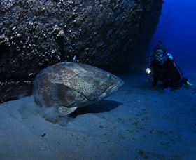 HMAS Brisbane Dive Site - Inverell Accommodation 3