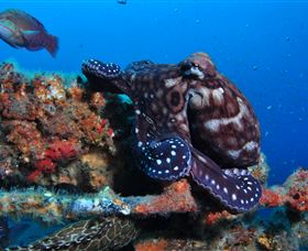 HMAS Brisbane Dive Site - Inverell Accommodation 2