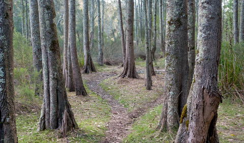 Anabranch Loop Track - Inverell Accommodation 1