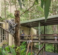 Daisy Hill Koala Centre - Inverell Accommodation