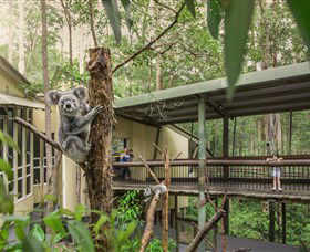 Daisy Hill Koala Centre - Inverell Accommodation 0