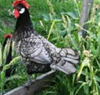 Merry Maidens Veggies - Inverell Accommodation