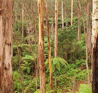 Cycle Mogo State Forest - Inverell Accommodation