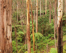 Cycle Mogo State Forest - Inverell Accommodation 1