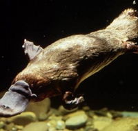 Platypus Pool - Inverell Accommodation