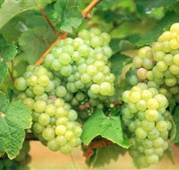 Red Tail Wines - Inverell Accommodation
