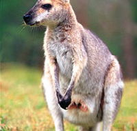 Venman Bushland National Park - Inverell Accommodation